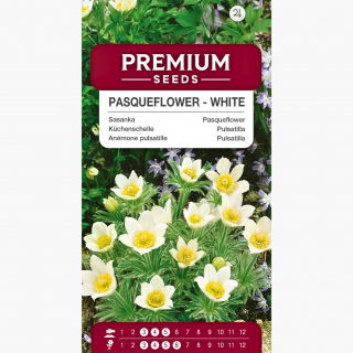 Sasanka Anemone pulsatilla - biała