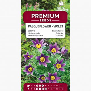 Sasanka Anemone pulsatilla - fioletowa