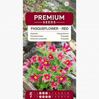 Sasanka Anemone pulsatilla - czerwona