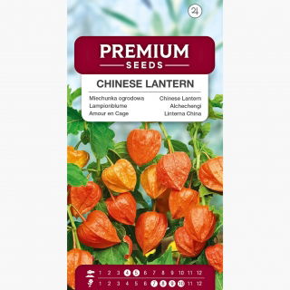 Miechunka ogrodowa - ozdobny, czerwony dzwon