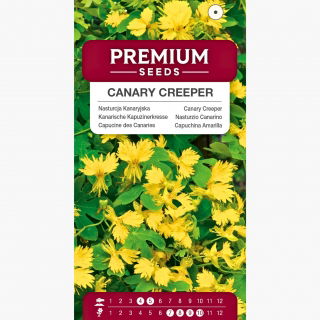 Nasturcja Kanaryjska