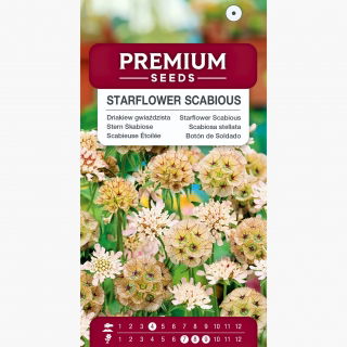 Driakiew gwiaździsta, wdówka gwiaździsta