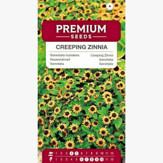 Sanwitalia rozesłana