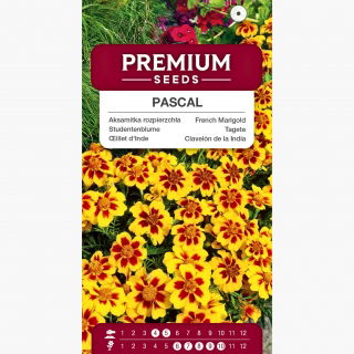 Aksamitka Pascal - rozpierzchła