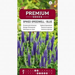 Przetacznik kłosowy - intensywnie niebieski