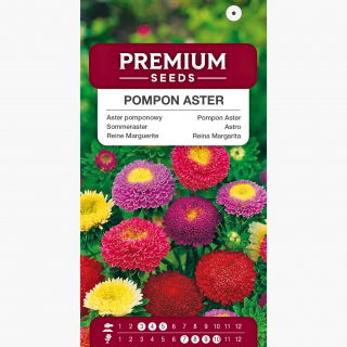 Aster pomponowy - mix kolorów