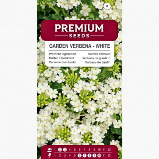 Werbena ogrodowa biała