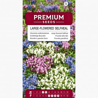 Głowienka wielkokwiatowa - kolorowa mieszanka