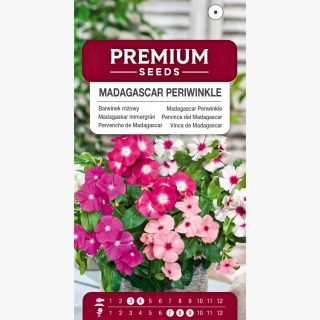 Barwinek różowy - mieszanka