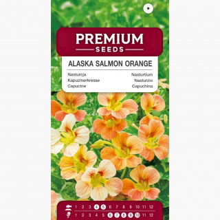 Nasturcja karłowa Alaska Salmon Orange - o ozdobnych liściach