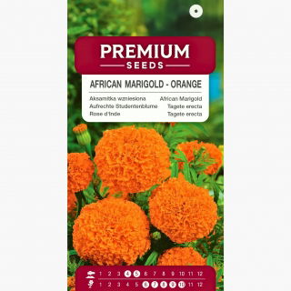 Aksamitka wzniesiona pomarańczowa