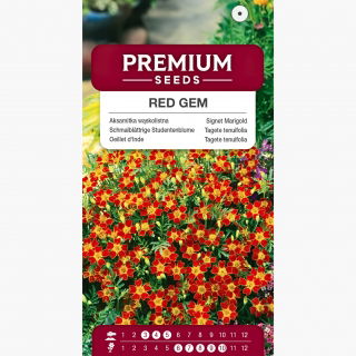 Aksamitka Red Gem - wąskolistna brązowoczerwona