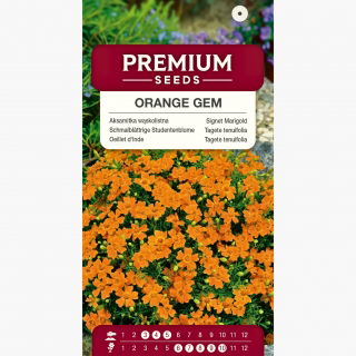 Aksamitka Orange Gem - wąskolistna, pomarańczowa