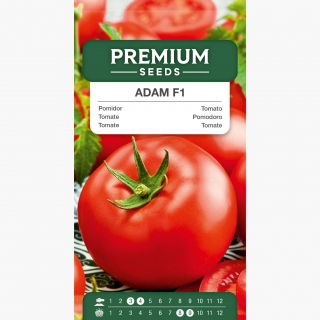 Pomidor Adam F1 - wysoki