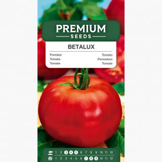 Pomidor Betalux - karłowy
