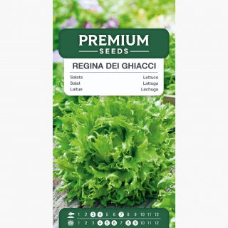 Sałata Regina Dei Ghiacci - krucha