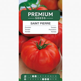 Pomidor Saint Pierre - odporny, typu malinowego