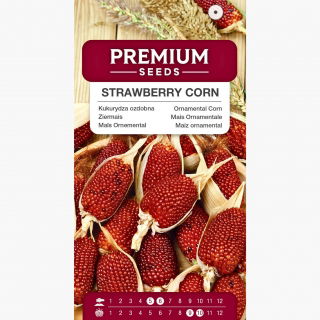 Kukurydza ozdobna Strawberry Corn - truskawkowa!