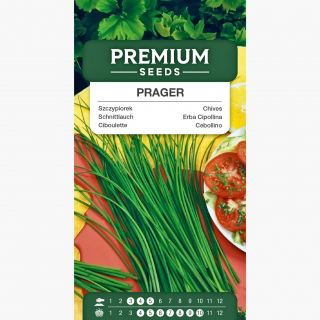 Szczypiorek Prager - ogrodowy