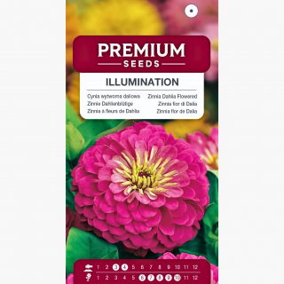 Cynia wytworna daliowa Illumination