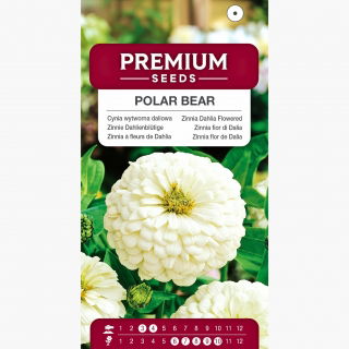 Cynia wytworna daliowa Polar Bear