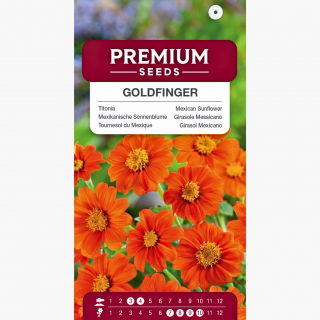 Titonia Goldfinger - delikatnie pomarańczowa