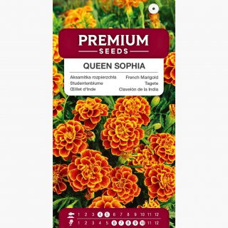 Aksamitka Queen Sophia - rozpierzchła, pomarańczowo-mahoniowa