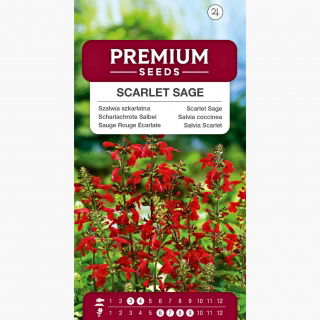 Szałwia szkarłatna
