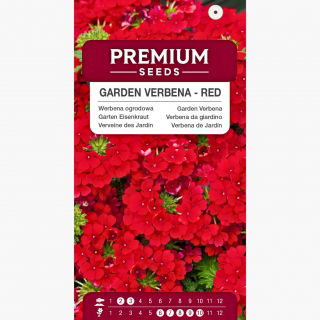 Werbena ogrodowa czerwona