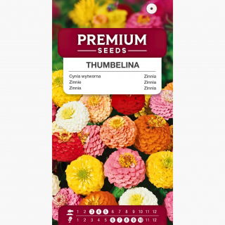 Cynia wytworna karłowa Thumbelina