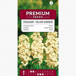 Lewkonia letnia Excelsior Yellow Goddess