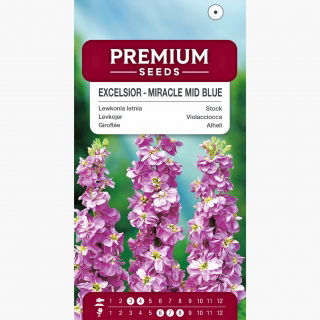 Lewkonia letnia Excelsior Miracle mid blue