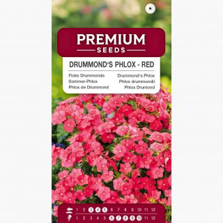 Floks Drummonda czerwony