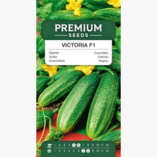 Ogórek Victoria F1 - gruntowy, intensywnie zielony z drobnymi brodawkami