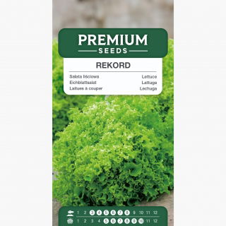 Sałata Rekord - liściowa, mocno karbowana