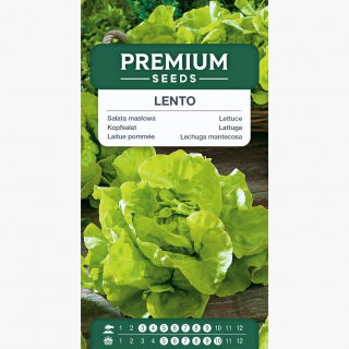 Sałata Lento - głowiasta, masłowa, do uprawy całorocznej