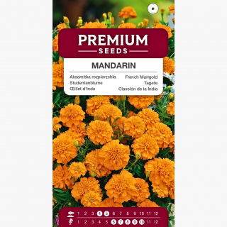 Aksamitka Mandarin - rozpierzchła, pomarańczowa