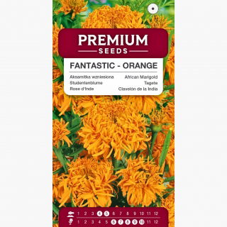 Aksamitka Fantastic - wzniesiona, pomarańczowa