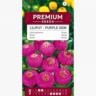 Cynia wytworna Liliput Purple Gem - fioletowa