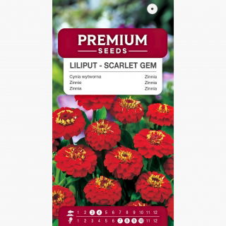 Cynia wytworna Liliput Scarlet Gem - szkarłatna