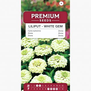 Cynia wytworna Liliput White Gem - biała