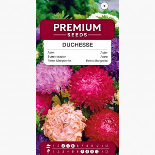Aster - Duchesse - mieszanka