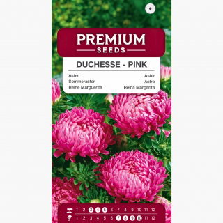 Aster - Duchesse - różowy