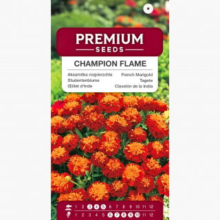 Aksamitka Champion Flame - rozpierzchła