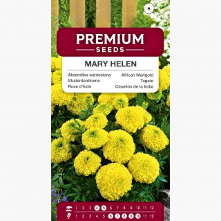 Aksamitka Mary Helen - pełna, wysoka, cytrynowożółta