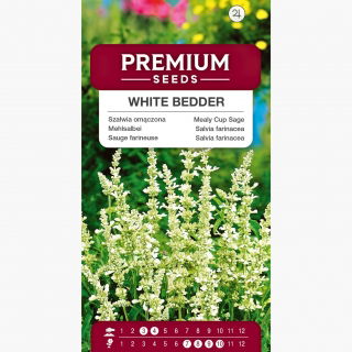 Szałwia omączona White Bedder - biała