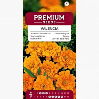 Aksamitka Valencia - rozpierzchła, niska