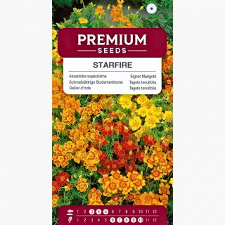 Aksamitka Starfire - wąskolistna, mieszanka