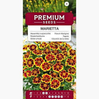 Aksamitka Marietta - rozpierzchła - jadalne kwiaty!