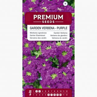 Werbena ogrodowa - fioletowa